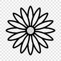 daisy icon svg