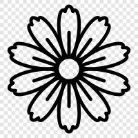 daisy, flowers, national flower, nature icon svg