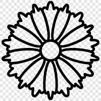 daisy, flower, sunflower, dahlia icon svg