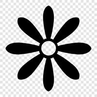 daisy, flowers, plants, garden icon svg