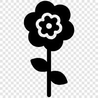 daisy flowers, flowers, bouquet, florist icon svg