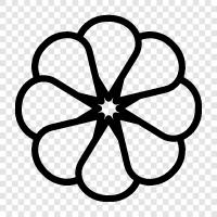 Daisy, Blume, Garten, dekorativ symbol