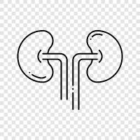 diabetes, kidney disease, kidney transplant, dialysis icon svg