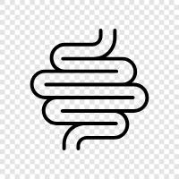 digestion, leaky gut, autoimmune disease, food intolerance icon svg