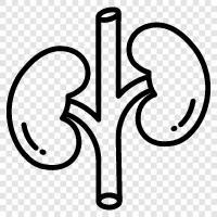 disease, hind kidney, renal failure, renal transplants icon svg