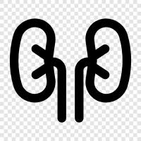 disease, disease symptoms, kidney failure, renal failure icon svg