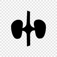 diseases, kidney failure, kidney disease, renal failure icon svg