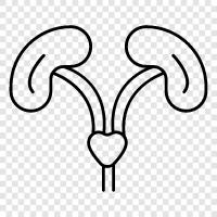 diseases of the kidney, kidney failure, kidney transplants, kidney stones icon svg