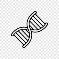 DNA, genetics, gene, chain icon svg