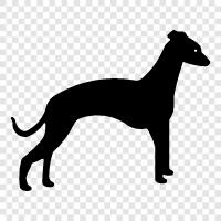 dog, breed, pet, small icon svg