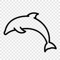 dolphin, dolphin. icon svg