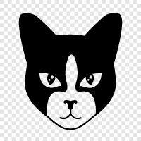 domestic cat, house cat, pet cat, cute cat icon svg