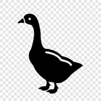 domestizierte Gans, weiße Gans, graue Gans, schwarzhaarig symbol