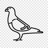 dove, carrier pigeon, racing pigeon, messenger pigeon icon svg