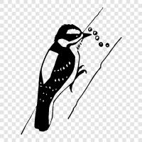 downy woodpecker resimleri, downy woodpecker videoları, down, downy woodpecker ikon svg