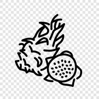 Dragon Fruits, Fruits, Tropical Fruits, Dragon Fruit icon svg