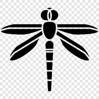 dragonflies, dragonfly larvae, dragonfly photos, dragonfly identification icon svg