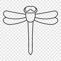 yusufçuklar, dragonfly fotoğrafçılığı, dragonfly larvaları, dragonfly fotoğrafı ikon svg