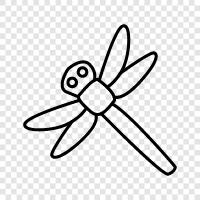 dragonflies, dragonfly patterns, dragonfly photography, dragonfly identification icon svg