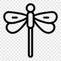 dragonflies, dragonfly photography, dragonfly habitat, dragonfly behavior icon svg