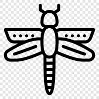 yusufçuklar, dragonfly larvaları, dragonfly resimleri, dragonfly avcılığı ikon svg
