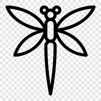 dragonflies, dragonfly larvae, dragonfly eggs, dragonfly larvae food icon svg