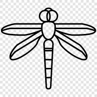 dragonfly icon svg