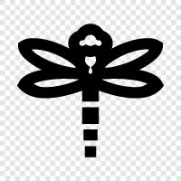 dragonfly photo, dragonfly habitat, dragonfly identification, dragonfly behavior icon svg