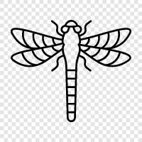 dragonfly photography, dragonfly footage, dragonfly photography tips, dragonfly icon svg