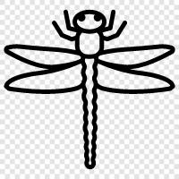 Dragonfly Fotoğrafçılık, Dragonfly Fotoğrafçılık İpuçları, Dragonfly ikon svg