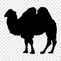 dromedary, camel süt, camel saç, camel süt sabunu ikon svg