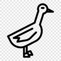 Duck icon svg