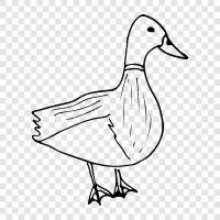 Duck icon svg