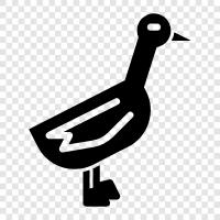 Duck icon svg