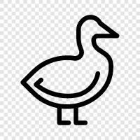 duck hunting, duck hunting equipment, duck hunting tips, duck hunting tactics icon svg