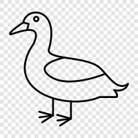 duck icon svg