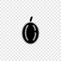 durian fruit, durian taste, durian smell, durian cultivation icon svg