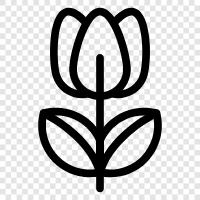 Dutch bulb, blooming, tulips, tulip mania icon svg