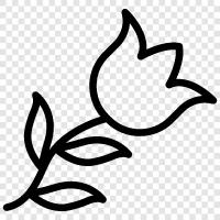 Holländisch, Blume, Tulpomania, Spektakel symbol