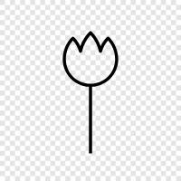 Dutch, flower, garden, tulips icon svg