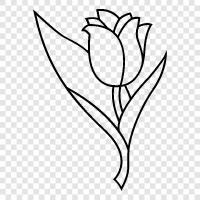 Dutch flower, flower, blooming, tulipomania icon svg