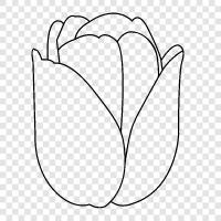 Dutch flower, flower, tulip bulb, garden flower icon svg