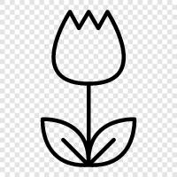 Dutch, flower, tulip bulb, perennial icon svg