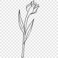 Dutch Tulip, bulbs, flowers, colors icon svg