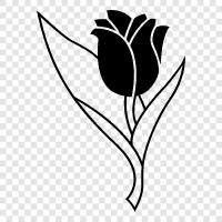 Dutch tulip, florist s supplies, flower delivery, tulip icon svg