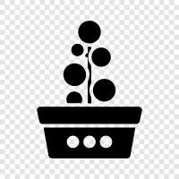 dwarf plant, succulent, cactus, succulent garden icon svg
