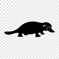 echidna, duckbilled platypus, platypus icon svg