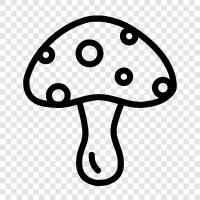 edible, fungus, edible fungus, edible mushroom species icon svg