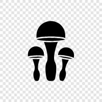 edible, wild, edible fungi, edible mushrooms icon svg