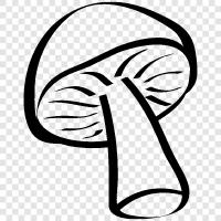 edible fungi, edibility, wild mushrooms, fungi for sale icon svg